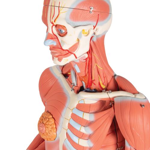 Figura con Músculos de Doble Sexo, desmontable en 45 piezas - 3B Smart Anatomy, 1013881 [B50], Modelos de Musculatura