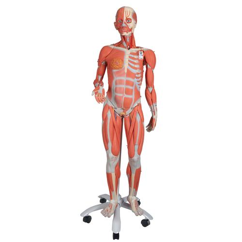 여성 전신 근육모형 3/4 크기, 23파트 3/4 Life-Size Female Human Muscle Model without Internal Organs on Metal Stand, 23 part - 3B Smart Anatomy, 1013882 [B51], 근육 모델