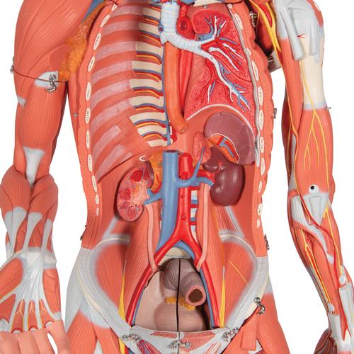 여성 전신 근육모형 3/4 크기, 23파트 3/4 Life-Size Female Human Muscle Model without Internal Organs on Metal Stand, 23 part - 3B Smart Anatomy, 1013882 [B51], 근육 모델