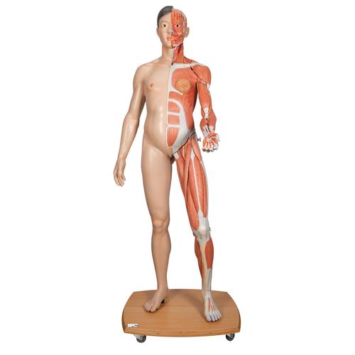 Lebensgroße, asiatische Muskelfigur, mit weiblichen & männlichen Geschlechtsorganen, 39-teilig - 3B Smart Anatomy, 1000208 [B52], Muskelmodelle