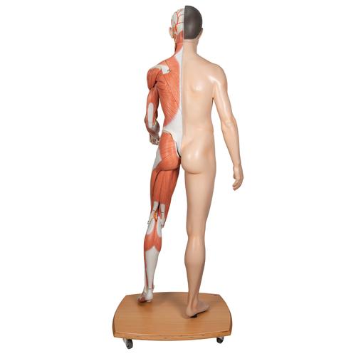 Фигура с мышцами 3B Scientific®, двуполая, в натуральную величину, азиатского типа, 39 частей - 3B Smart Anatomy, 1000208 [B52], Модели мускулатуры человека и фигуры с мышцами