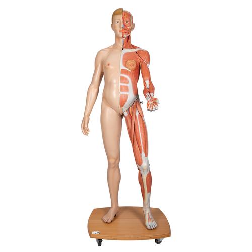 Life-Size Dual Sex Human Figure, Half Side with Muscles, 39 part - 3B Smart Anatomy, 1000209 [B53], Muscle Models