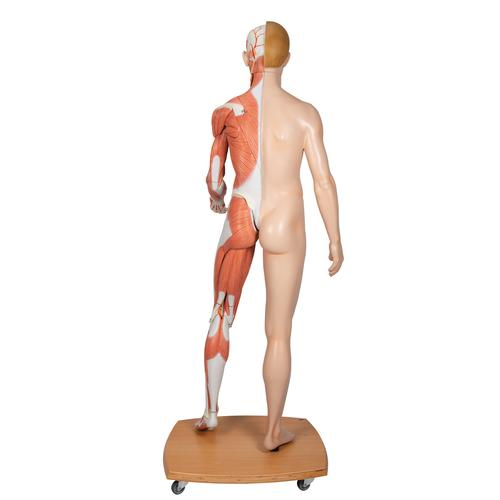 Фигура с мышцами 3B Scientific®, двуполая, в натуральную величину, европеоидного типа, 39 частей - 3B Smart Anatomy, 1000209 [B53], Модели мускулатуры человека и фигуры с мышцами
