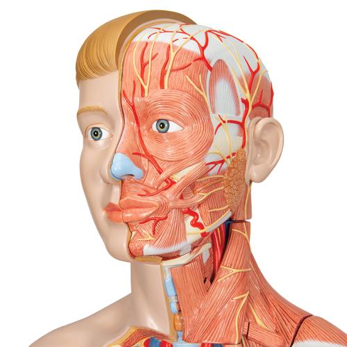 Life-Size Dual Sex Human Figure, Half Side with Muscles, 39 part - 3B Smart Anatomy, 1000209 [B53], Muscle Models