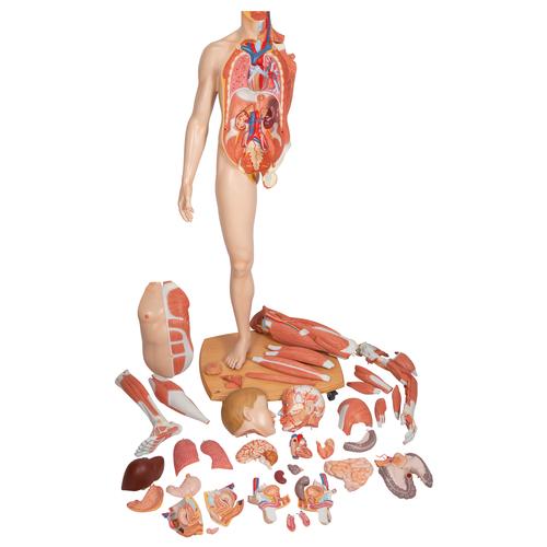 양성 근육 모형, 실제 크기, 39파트 Life-Size Dual Sex Human Figure, Half Side with Muscles, 39 part - 3B Smart Anatomy, 1000209 [B53], 근육 모델