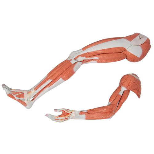 Life-Size Dual Sex Human Figure, Half Side with Muscles, 39 part - 3B Smart Anatomy, 1000209 [B53], Muscle Models