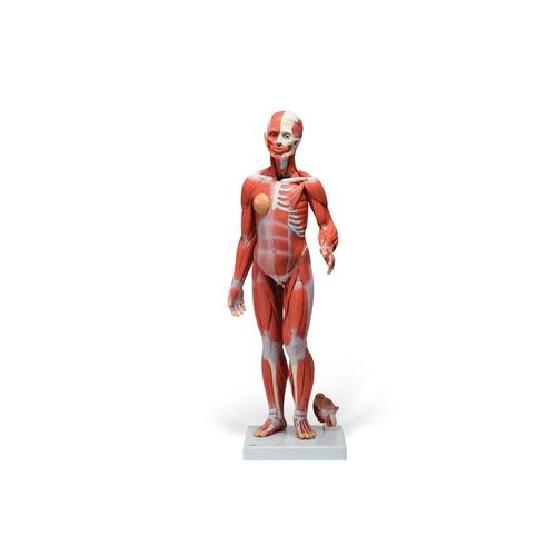 실물 크기 1/2 양성 전신근육모형 33파트 분리 1/2 Life-Size Complete Dual Sex Muscle Figure, 33-part - 3B Smart Anatomy, 1019231 [B55], 근육 모델