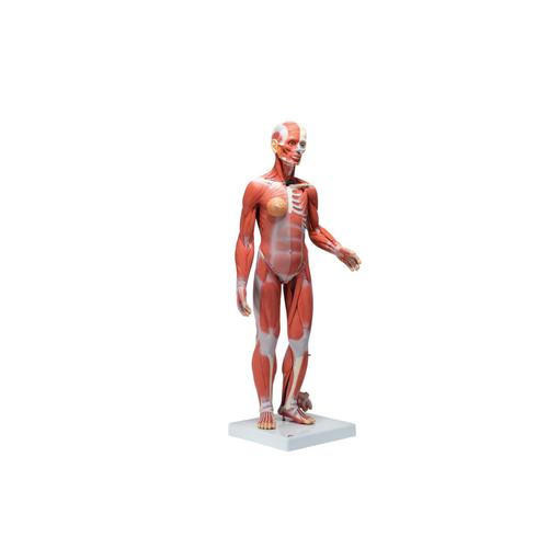 1/2 Life-Size Complete Human Dual Sex Muscle Model, 33 part - 3B Smart Anatomy, 1019231 [B55], Muscle Models