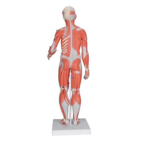 Muskelfigur, mit weiblichen & männlichen Geschlechtsorganen und mit inneren Organen, 33-teilig - 3B Smart Anatomy, 1019231 [B55], Muskelmodelle