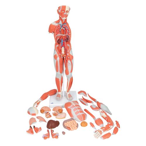 Figura Completa de Doble Sexo con Músculos, con órganos internos, desmontable en 33 piezas - 3B Smart Anatomy, 1019231 [B55], Modelos de Musculatura