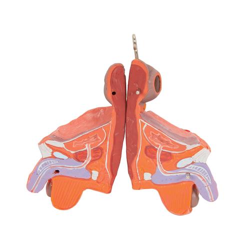 Kas modeli, iç organlarla birlikte iki cinsiyetli, 33 parça - 3B Smart Anatomy, 1019231 [B55], Kas Modelleri