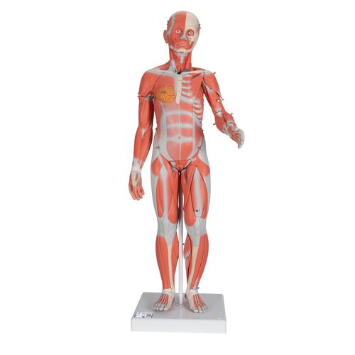 1/2 Life-Size Complete Human Female Muscle Figure, without Internal Organs, 21 part - 3B Smart Anatomy, 1019232 [B56], Muscle Models