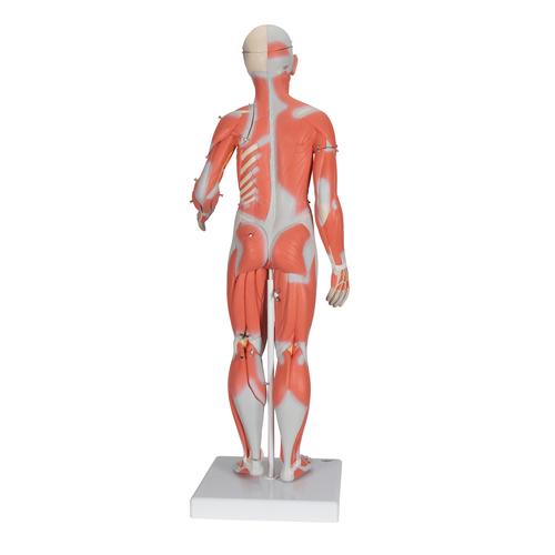 실물크기 1/2 여성 전신근육모형 21파트 분리 1/2 Life-Size Complete Human Female Muscle Figure, without Internal Organs, 21 part- 3B Smart Anatomy, 1019232 [B56], 근육 모델