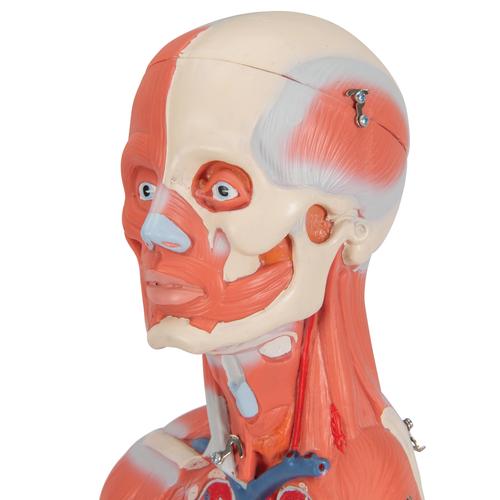 실물크기 1/2 여성 전신근육모형 21파트 분리 1/2 Life-Size Complete Human Female Muscle Figure, without Internal Organs, 21 part- 3B Smart Anatomy, 1019232 [B56], 근육 모델