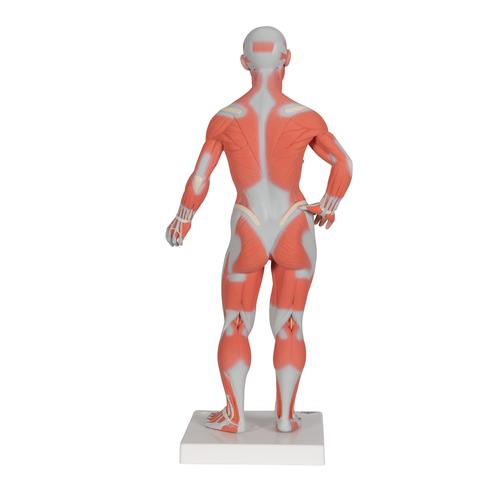 Figura muscular, 1/3 de su tamaño natural - 3B Smart Anatomy, 1000212 [B59], Modelos de Musculatura