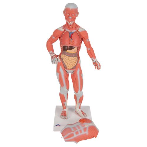 전신 근육 모형 1/4크기, 2파트 1/4 Life-Size Muscle Figure, 2-part - 3B Smart Anatomy, 1000212 [B59], 근육 모델