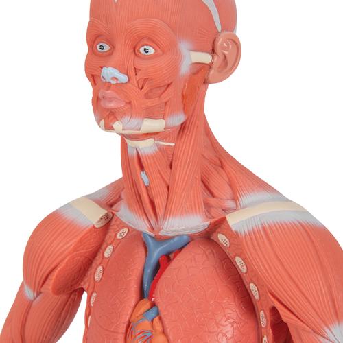 Figura con muscoli, grandezza 1/3, in 2 parti - 3B Smart Anatomy, 1000212 [B59], Modelli di Muscolatura