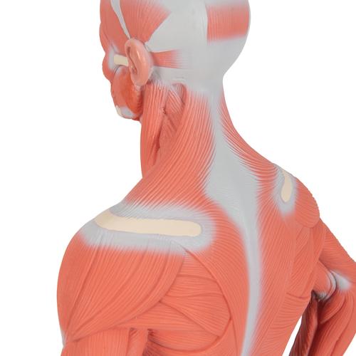 전신 근육 모형 1/4크기, 2파트 1/4 Life-Size Muscle Figure, 2-part - 3B Smart Anatomy, 1000212 [B59], 근육 모델