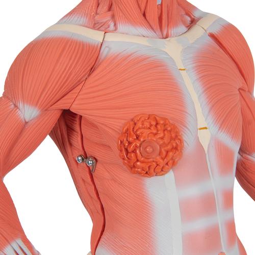 人体肌肉小模型，实物1/4，2部分 - 3B Smart Anatomy, 1000212 [B59], 肌肉组织模型