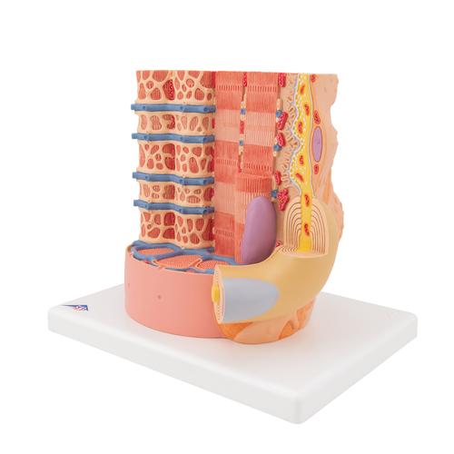  微观肌纤维模型, 1000213 [B60], 微观解剖模型。