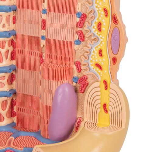 Модель мышечного волокна 3B MICROanatomy - 3B Smart Anatomy, 1000213 [B60], Модели мускулатуры человека и фигуры с мышцами