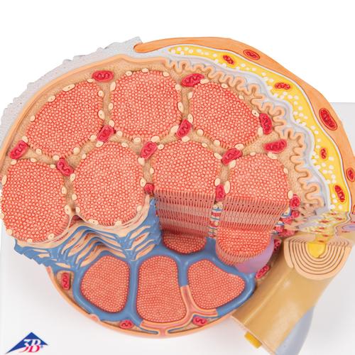 Модель мышечного волокна 3B MICROanatomy - 3B Smart Anatomy, 1000213 [B60], Модели мускулатуры человека и фигуры с мышцами