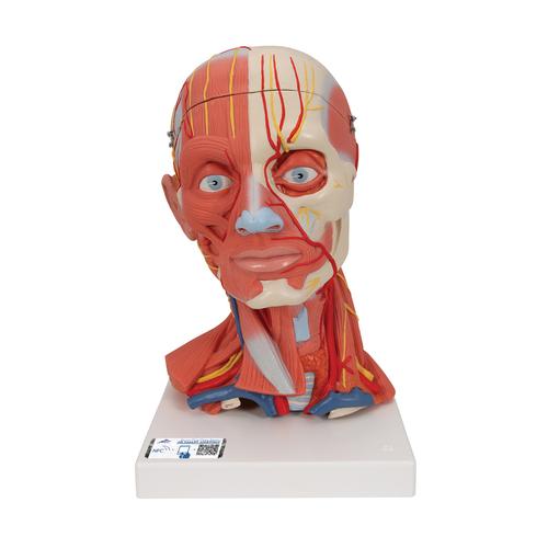 Модель мускулатуры головы и шеи, 5 частей - 3B Smart Anatomy, 1000214 [C05], Модели головы человека