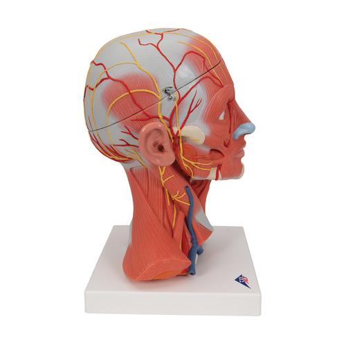 Lebensgroßes Kopfmodell mit Muskulatur, Nerven & Gefäßen, inkl. Gehirn, 5-teilig - 3B Smart Anatomy, 1000214 [C05], Kopfmodelle