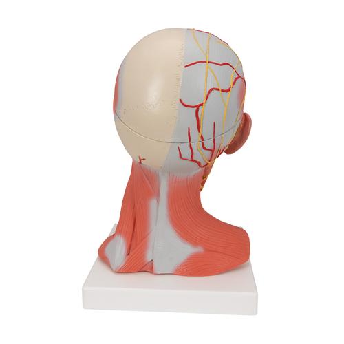 Fej és nyak izomzat, 5 részes - 3B Smart Anatomy, 1000214 [C05], Fej modellek