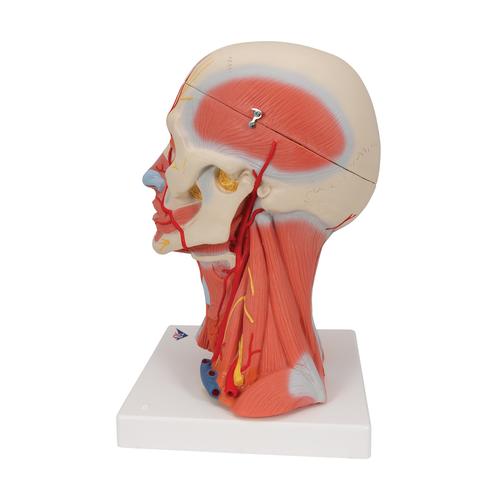 Musculatura do pescoço e da cabeça, 5 partes, 1000214 [C05], Modelo de cabeça