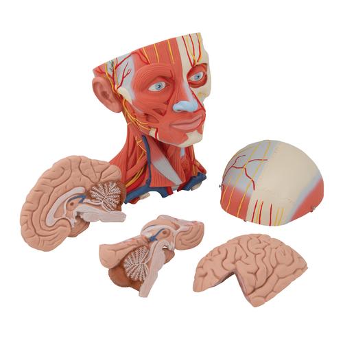 Модель мускулатуры головы и шеи, 5 частей - 3B Smart Anatomy, 1000214 [C05], Модели головы человека