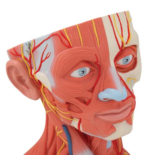 Lebensgroßes Kopfmodell mit Muskulatur, Nerven & Gefäßen, inkl. Gehirn, 5-teilig - 3B Smart Anatomy, 1000214 [C05], Kopfmodelle