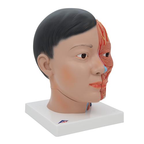 Ázsiai deluxe fej nyakkal, 4 részes - 3B Smart Anatomy, 1000215 [C06], Fej modellek