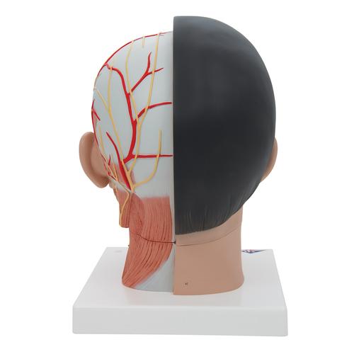 带颈部的亚洲人头部模型，4部分组成 - 3B Smart Anatomy, 1000215 [C06], 头模型