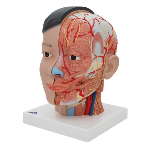 Cabeza (asíatica) con cuello, 4 piezas - 3B Smart Anatomy, 1000215 [C06], Modelos de Cabeza