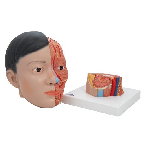 Модель головы и шеи класса «люкс», азиатского типа, 4 части - 3B Smart Anatomy, 1000215 [C06], Модели головы человека
