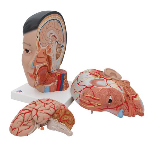 아시아인 머리 모형 Asian Deluxe Head with Neck, 4 part - 3B Smart Anatomy, 1000215 [C06], 머리 모형