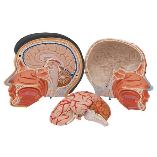 Ázsiai deluxe fej nyakkal, 4 részes - 3B Smart Anatomy, 1000215 [C06], Fej modellek