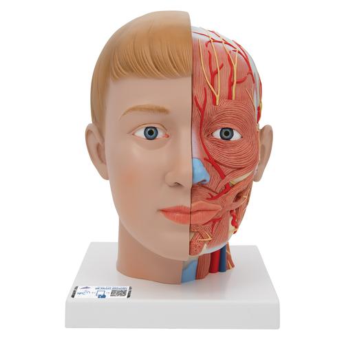 목이 있는 머리모형, 4-파트
Head with Neck, 4 part - 3B Smart Anatomy, 1000216 [C07], 머리 모형
