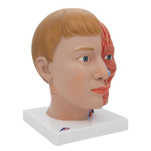 목이 있는 머리모형, 4-파트
Head with Neck, 4 part - 3B Smart Anatomy, 1000216 [C07], 머리 모형