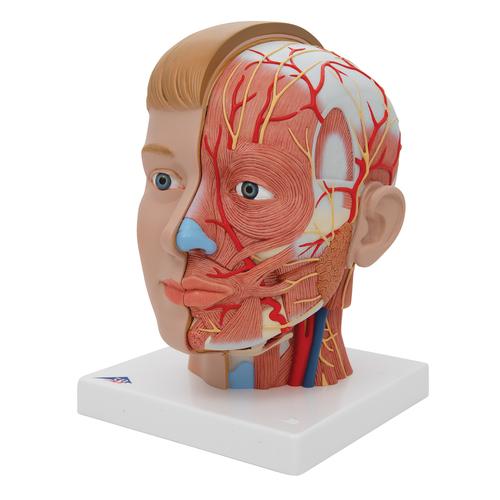 Lebensgroßes Kopfmodell mit Gehirn & Hals, 4-teilig - 3B Smart Anatomy, 1000216 [C07], Kopfmodelle