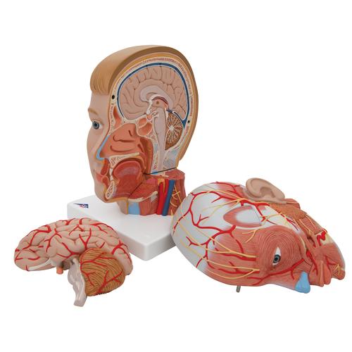 Модель головы и шеи, 4 части - 3B Smart Anatomy, 1000216 [C07], Модели головы человека