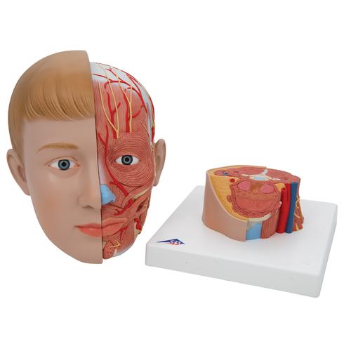 Lebensgroßes Kopfmodell mit Gehirn & Hals, 4-teilig - 3B Smart Anatomy, 1000216 [C07], Kopfmodelle
