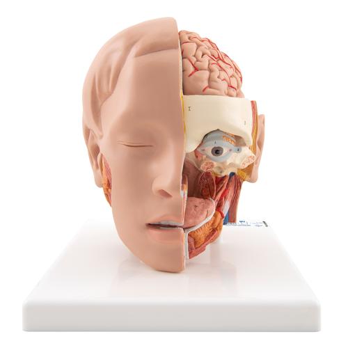 Modelo de la cabeza, 6 piezas - 3B Smart Anatomy, 1000217 [C09/1], Modelos de Cabeza