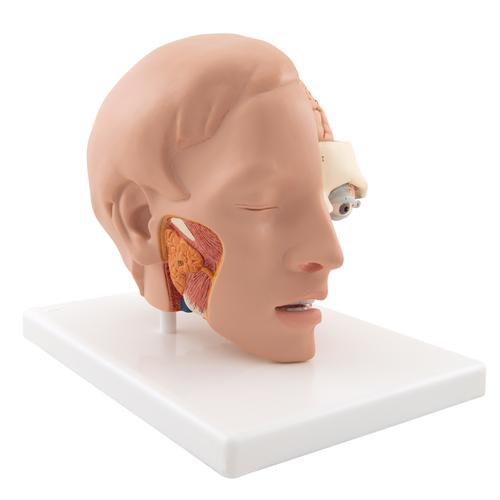 Modelo de la cabeza, 6 piezas - 3B Smart Anatomy, 1000217 [C09/1], Modelos de Cabeza