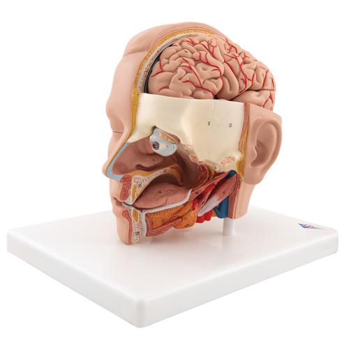 Modello di testa, in 6 parti, su base - 3B Smart Anatomy, 1000217 [C09/1], Modelli di Testa