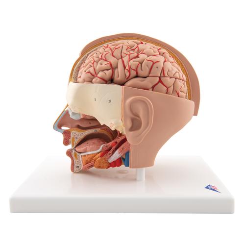 Modello di testa, in 6 parti, su base - 3B Smart Anatomy, 1000217 [C09/1], Modelli di Testa