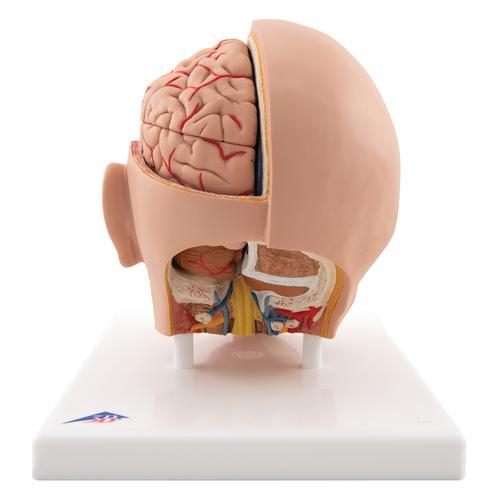 Lebensgroßes Kopfmodell, mit Gehirn, 6-teilig - 3B Smart Anatomy, 1000217 [C09/1], Kopfmodelle