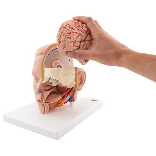 Lebensgroßes Kopfmodell, mit Gehirn, 6-teilig - 3B Smart Anatomy, 1000217 [C09/1], Kopfmodelle