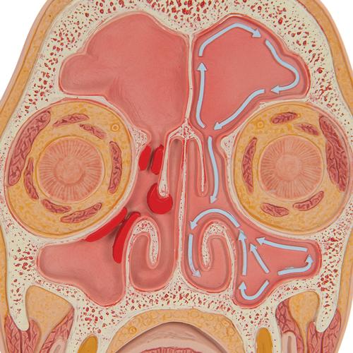 İnsan Kafatasının Frontal Kesit Modeli (Paranazal Sinüsler) - 3B Smart Anatomy, 1012789 [C13/1], Baş Modelleri
